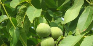 Nuc (Juglans regia) – beneficii şi proprietăţi