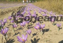 Șofranul de la Bustuchin, producție bună