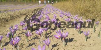 Șofranul de la Bustuchin, producție bună