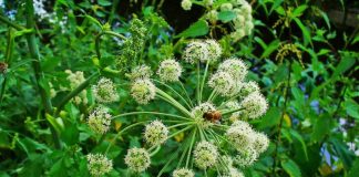Angelică (Angelica archangelica) – beneficii şi proprietăţi