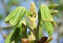 Un superlativ naţional – pădurea de castani comestibili de la Topeşti