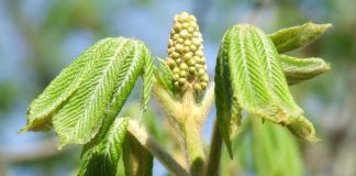 Un superlativ naţional – pădurea de castani comestibili de la Topeşti