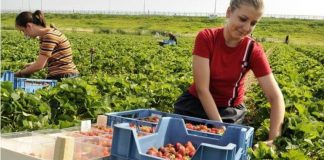 20 de gorjeni, interesaţi de selecţia căpşunarilor pentru Spania