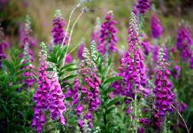 Degeţelul roşu (Digitalis purpurea) – beneficii şi proprietăţi