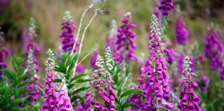Degeţelul roşu (Digitalis purpurea) – beneficii şi proprietăţi