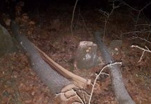 Furt de cer la Samarinești