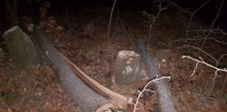 Furt de cer la Samarinești