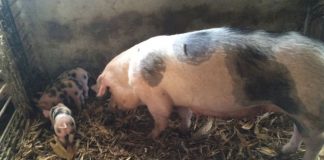 Scroafă, depistată cu pestă porcină africană, foarte aproape de Gorj!