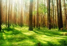 Pădurea poate fi protejată direct de pe telefonul mobil