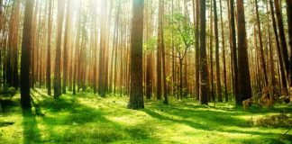 Pădurea poate fi protejată direct de pe telefonul mobil