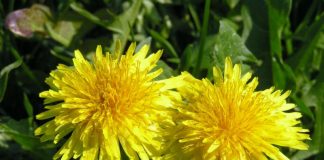 Păpădie (Taraxacum officinalis) – beneficii şi proprietăţi