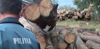 Tânăr prins în flagrant de polițiști, în timp ce fura lemne