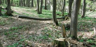 Prinși în timp ce tăiau arbori ilegal