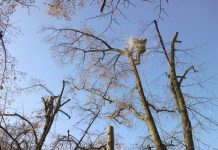 Drumarii au început toaletarea arborilor din vecinătatea șoselelor