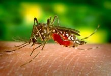 Continuă să crească îmbolnăvirile cauzate de infecția cu virusul West Nile