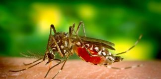 Continuă să crească îmbolnăvirile cauzate de infecția cu virusul West Nile