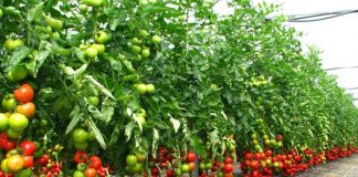 Olanda recrutează culegători de roşii