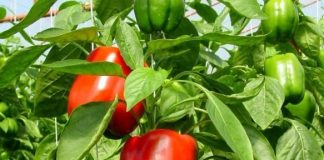 Joburi la cules de ardei, în Olanda