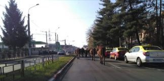 Nicio amendă pentru proprietarii cabalinelor care s-au plimbat libere pe străzile din Debarcader! Urmele de balegă au dus nicăieri…