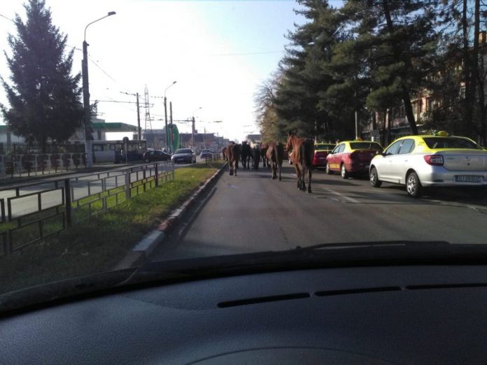 46075902_293809138009015_4048555281242652672_n