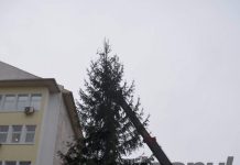 Brad nou în centrul Târgu-Jiului