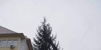 Brad nou în centrul Târgu-Jiului