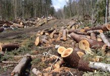 Raport Agent Green: Cantitate impresionantă de lemne, sustrasă din pădurile din Gorj!