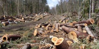 Raport Agent Green: Cantitate impresionantă de lemne, sustrasă din pădurile din Gorj!