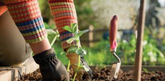 Olanda recrutează grădinari prin reţeaua EURES