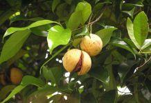 Nucşoară (Myristica fragrans) – beneficii şi proprietăţi