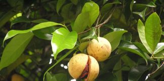 Nucşoară (Myristica fragrans) – beneficii şi proprietăţi