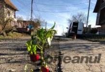 VIDEO: Cîlnic, unica localitate din Gorj în care florile, tufele cu ardei iute și ceapa cresc în gropile din drum!
