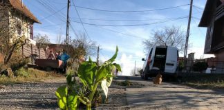 VIDEO: Cîlnic, unica localitate din Gorj în care florile, tufele cu ardei iute și ceapa cresc în gropile din drum!