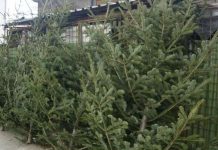 Au scăpat de condamnarea pentru furt de brazi! Deocamdată!