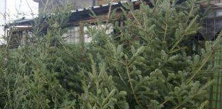 Au scăpat de condamnarea pentru furt de brazi! Deocamdată!