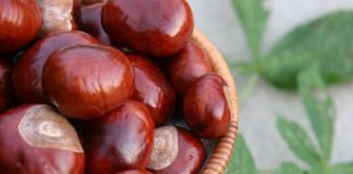 Prahovenii își fac plantație de castani cu puieți de la Tismana