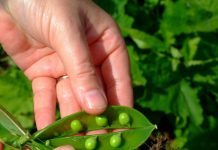 AJOFM Gorj recrutează 200 de muncitori pentru Danemarca și Portugalia