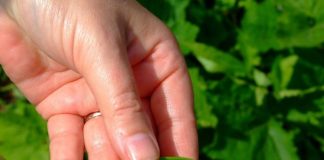 AJOFM Gorj recrutează 200 de muncitori pentru Danemarca și Portugalia