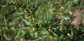 Ghimpele (Xanthium spinosum) – beneficii şi proprietăţi