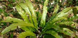 Limba Cerbului (Phyllitis scolopendrium) – beneficii și proprietăți