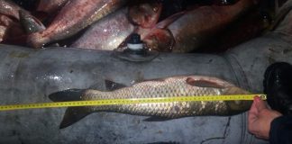 Prins în timp ce pescuia ilegal