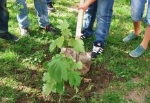 Inițiativa ”Plantăm fapte bune în România” continuă la Negomir, în 2019