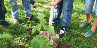 Inițiativa ”Plantăm fapte bune în România” continuă la Negomir, în 2019