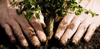 100 de puieţi de salcâmi, plantaţi pe Transalpina