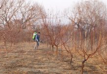 Lucrări agricole în repausul vegetativ