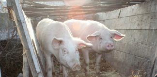 Panică de pestă porcină în sudul județului