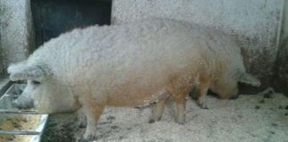 Gorjul a făcut a doua livrare de purcei din rasa Mangaliță