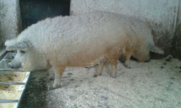 Gorjul a făcut a doua livrare de purcei din rasa Mangaliță