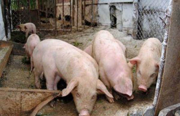 33 de focare de pestă porcină, în Gorj