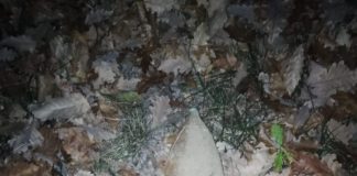 Proiectil din Primul Război Mondial, descoperit la Preajba